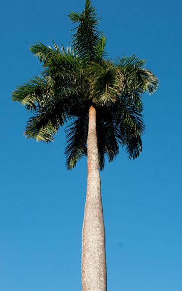 Imagen de la especie