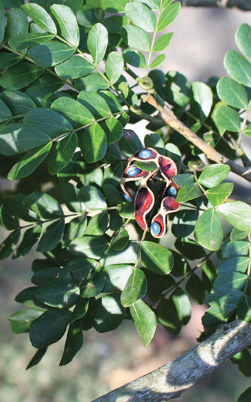 Imagen de la especie